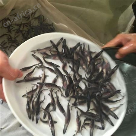 广州鱼苗批发 各类鱼苗批发 品质上乘 欢迎咨询