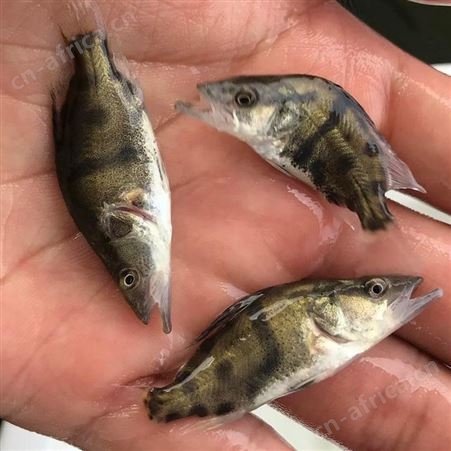 鳜鱼 翘嘴桂花鱼苗 桂花鱼批发价格