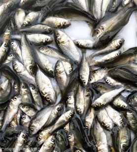 白鲫 批发鱼苗 鲫鱼价格
