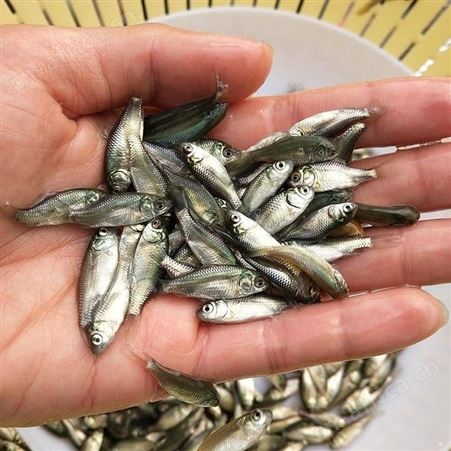 鲫鱼水花 中科三号鲫鱼苗 湘云鲫鱼苗 东北鲫鱼湘云鲫鱼苗银鲫