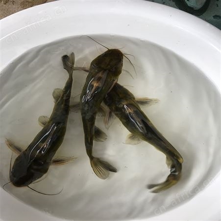 黄骨鱼 优质黄骨鱼 直供黄骨鱼批发