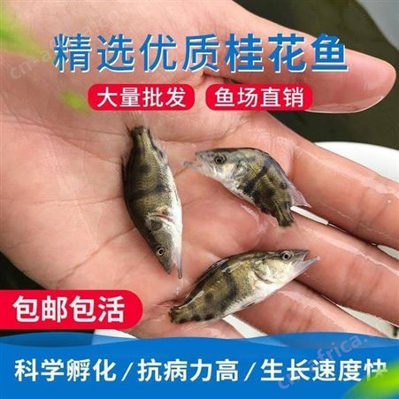 鳌花 翘嘴鱼 鳜鱼苗 桂花斑淡水鱼苗桂花鱼 桂鱼鱼苗