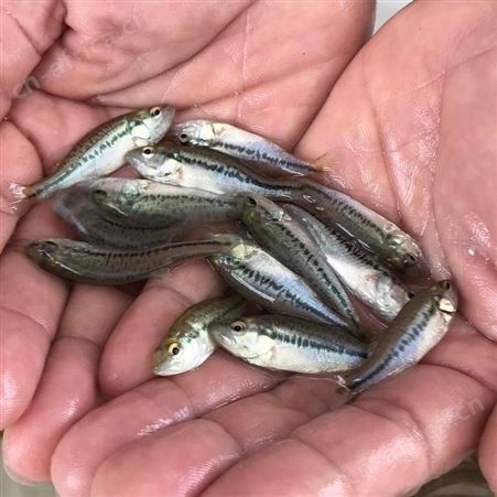加州鲈鱼苗 加州鲈鱼苗 鲈鱼苗水花 加州鲈鱼苗养殖大口鲈鱼苗