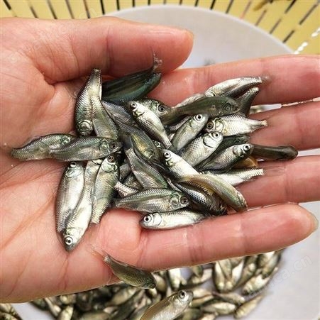 白鲫大量供应 鲫鱼苗 东北鲫苗 鲫鱼苗 中科三号鱼苗 彭泽鲫