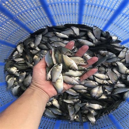 银鲫 鲫鱼苗养殖场 鲫鱼苗品种
