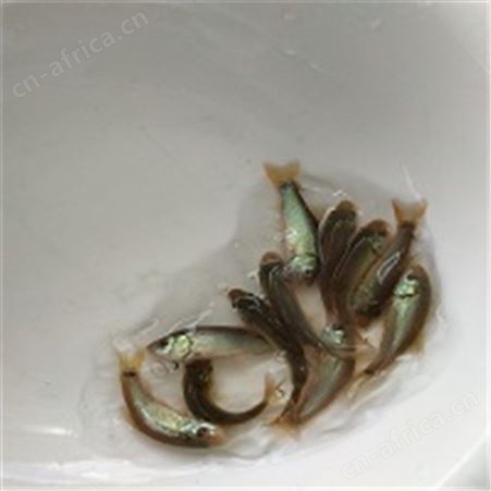 丁桂鱼苗批发找哪家 广州中渔鱼苗专业为您供应