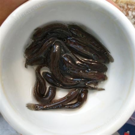 七星鱼鱼苗 批发山花鱼 花星鱼 山斑鱼 点秤鱼 星光鱼星鱼 张公鱼 中公鱼 才鱼