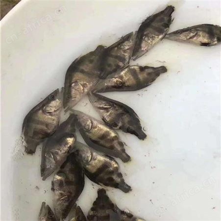 季花鱼苗 三代鳜鱼苗 供应桂花鱼