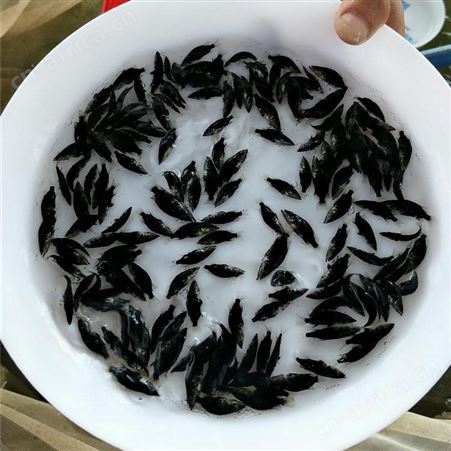 桂花鱼 鳜鱼鱼苗 桂花鱼批发价格