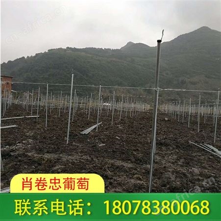 钦州草莓棚架|大棚工程可实时监控