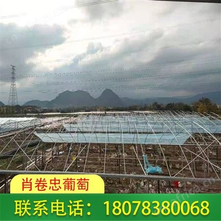 广西桂林聚乙烯葡萄常用膜任何规格都可定制