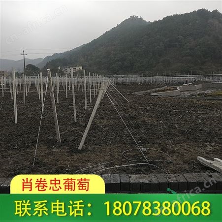 桂林葡萄架子搭建_水泥柱棚架工程