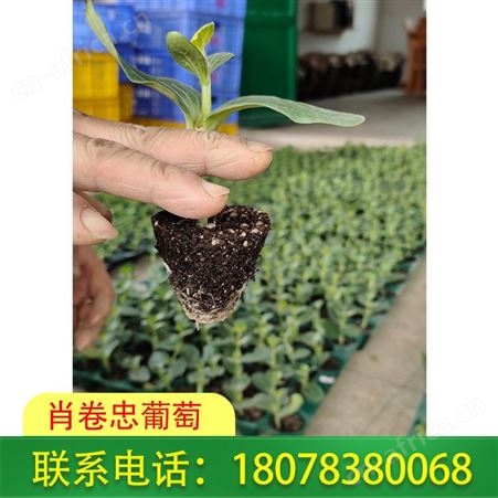 灌阳大小甜王西瓜苗长势强健，可大量批发