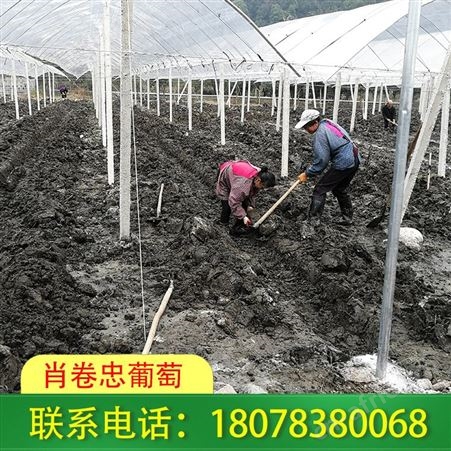 梧州火龙果架制作 棚架搭设每平方报价
