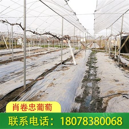 柳州钢管棚架搭建：钢结构连栋大棚造型多样