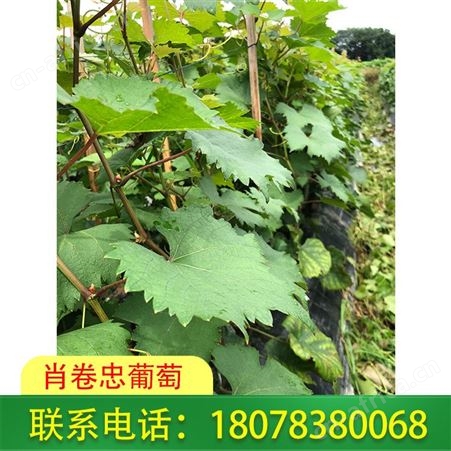 广西桂林妮娜公主苗 肖卷忠葡萄园在线报价