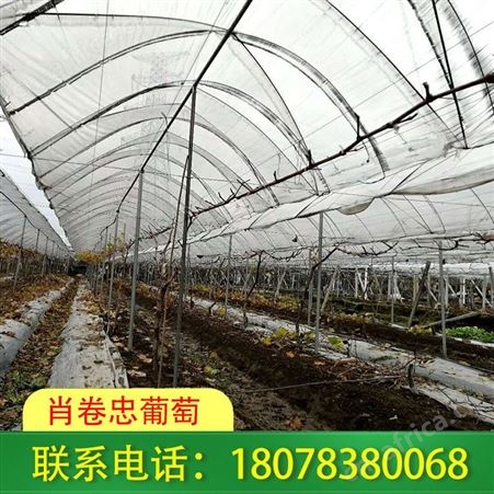 阳朔钢管独立大棚种植蔬菜要合理管理