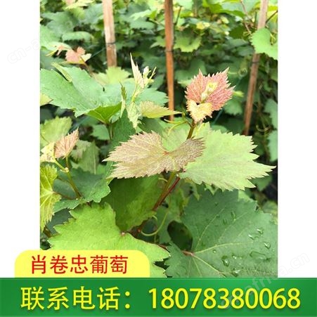 广西桂林妮娜公主苗 肖卷忠葡萄园在线报价
