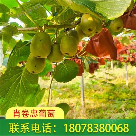 广西桂林红心猕猴桃一件肖卷忠报价合理