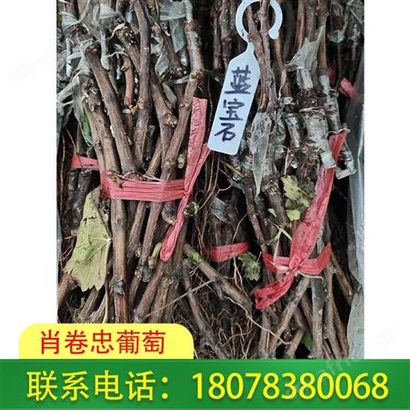 广西葡萄种植——岑溪蓝宝石葡萄苗供应商服务好