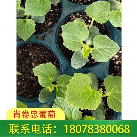 广西灌阳营养杯育西瓜苗忌老小苗移栽