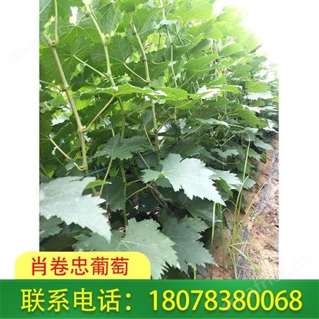 广西葡萄种植——岑溪蓝宝石葡萄苗供应商服务好