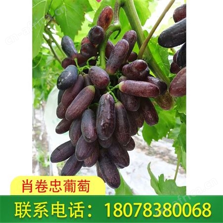 梧州葡萄批发_广西甜蜜蓝宝石一箱报价美丽