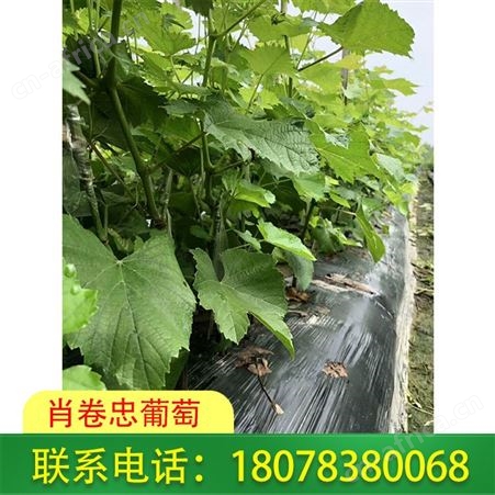 柳州阳光玫瑰葡萄苗批发基地送货及时