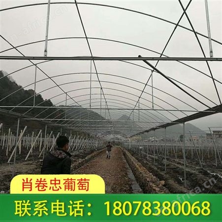 广西钢结构连栋大棚_桂林草莓棚架我们常年承接