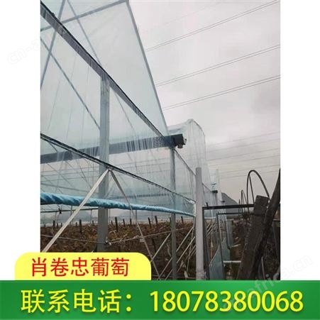广西聚乙烯葡萄常用膜-柑橘膜抗老化