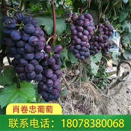 礼盒装巨峰葡萄出售_广西桂林肖卷忠欢迎您下单