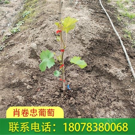 广西5bb葡萄砧木|梧州阳光玫瑰脱毒苗100株价格实惠