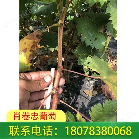 柳州阳光玫瑰葡萄苗批发基地送货及时