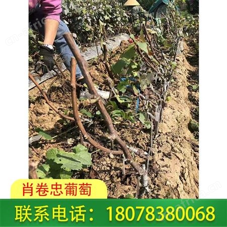 桂林蓝宝石葡萄苗基地直供阳朔、荔浦