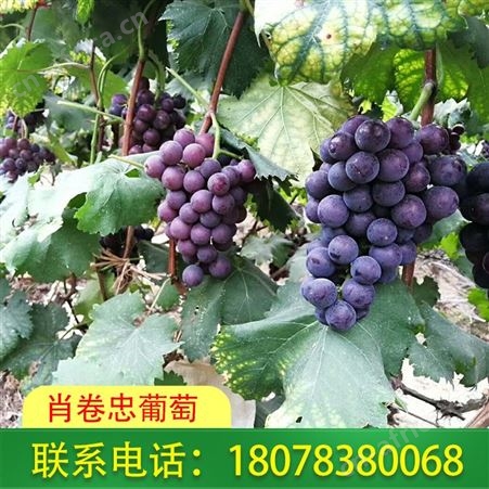 礼盒装巨峰葡萄出售_广西桂林肖卷忠欢迎您下单