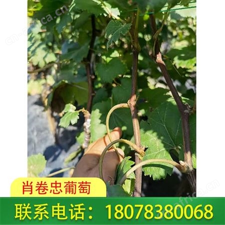 广西桂林妮娜公主苗 肖卷忠葡萄园在线报价