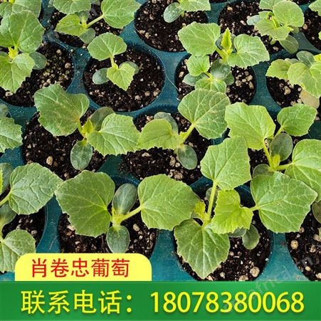 钦州天山美西瓜苗 甜瓜苗批发量大价格优