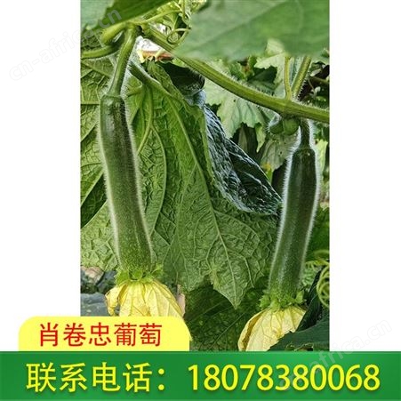 广西绿优铁柱冬瓜批发-桂林肖卷忠招代理