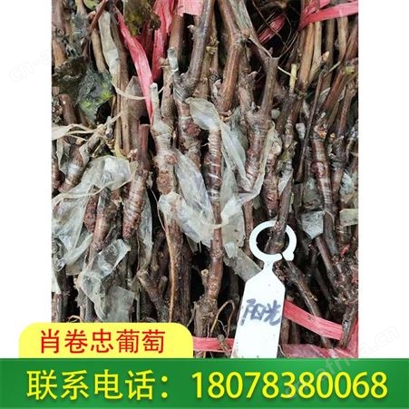 柳州阳光玫瑰葡萄苗批发基地送货及时