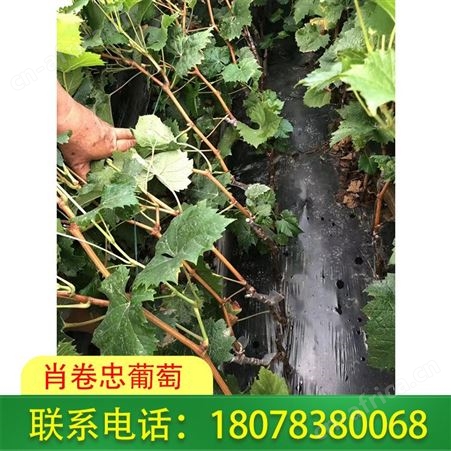 桂林阳光玫瑰葡萄苗质量好 花芽多 价格合理