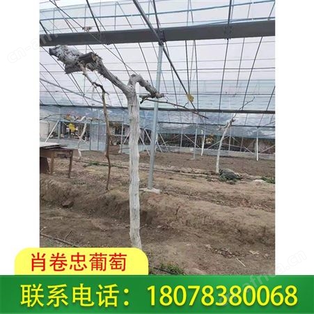 广西聚乙烯葡萄常用膜-柑橘膜抗老化