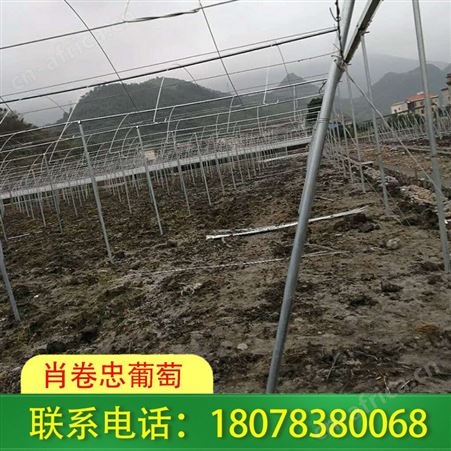 钦州草莓棚架|大棚工程可实时监控