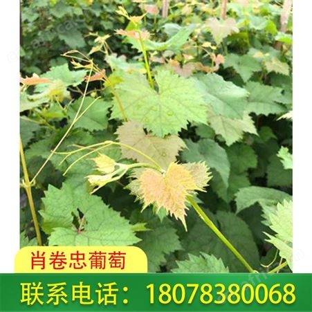 柳州阳光玫瑰葡萄苗批发基地送货及时