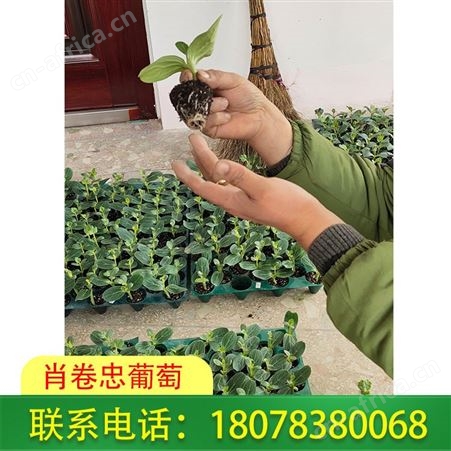 广西灌阳营养杯育西瓜苗忌老小苗移栽