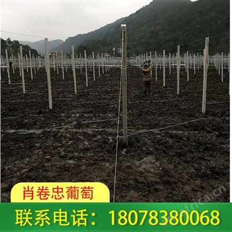桂林葡萄架子搭建_水泥柱棚架工程