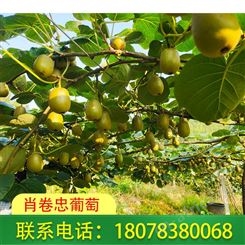 广西桂林红心猕猴桃一件肖卷忠报价合理