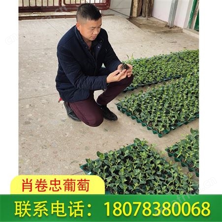 广西灌阳营养杯育西瓜苗忌老小苗移栽