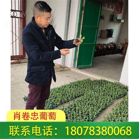 广西天山美西瓜苗-甜瓜苗一株报价合理