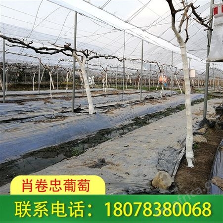 桂林草莓园|钢管蔬菜大棚搭建找我们，您放心