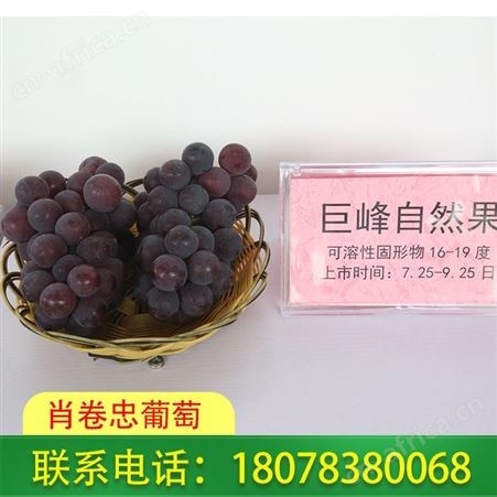 礼盒装巨峰葡萄出售_广西桂林肖卷忠欢迎您下单